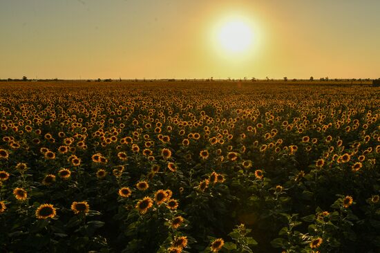 Russia Crimea Sunflowers