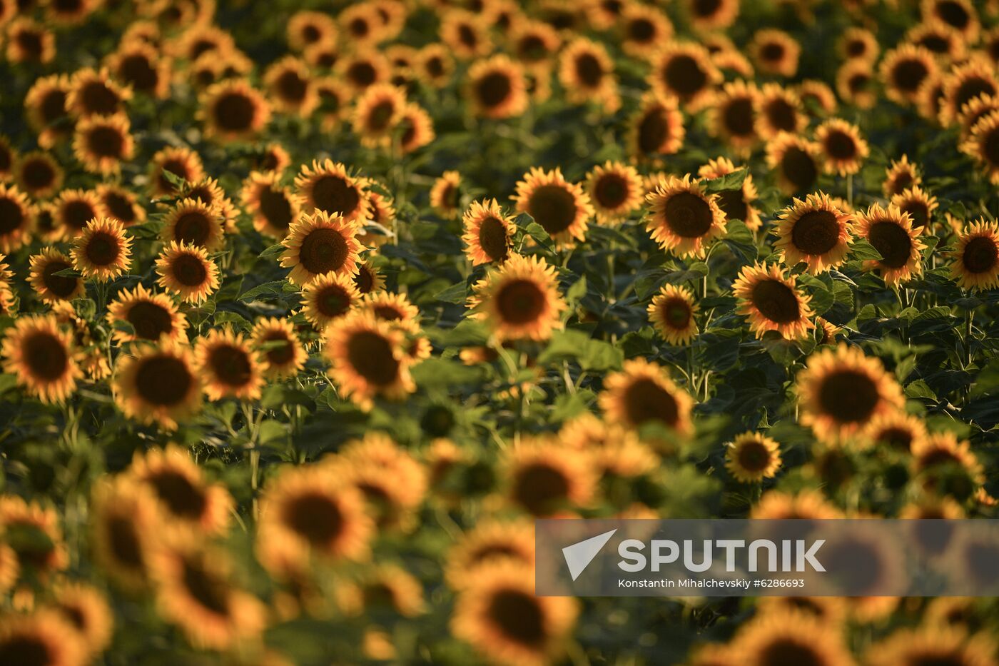 Russia Crimea Sunflowers