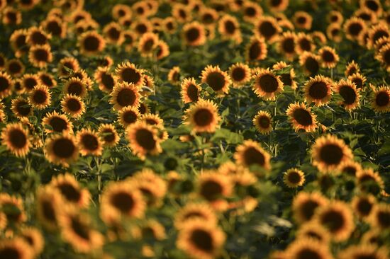 Russia Crimea Sunflowers