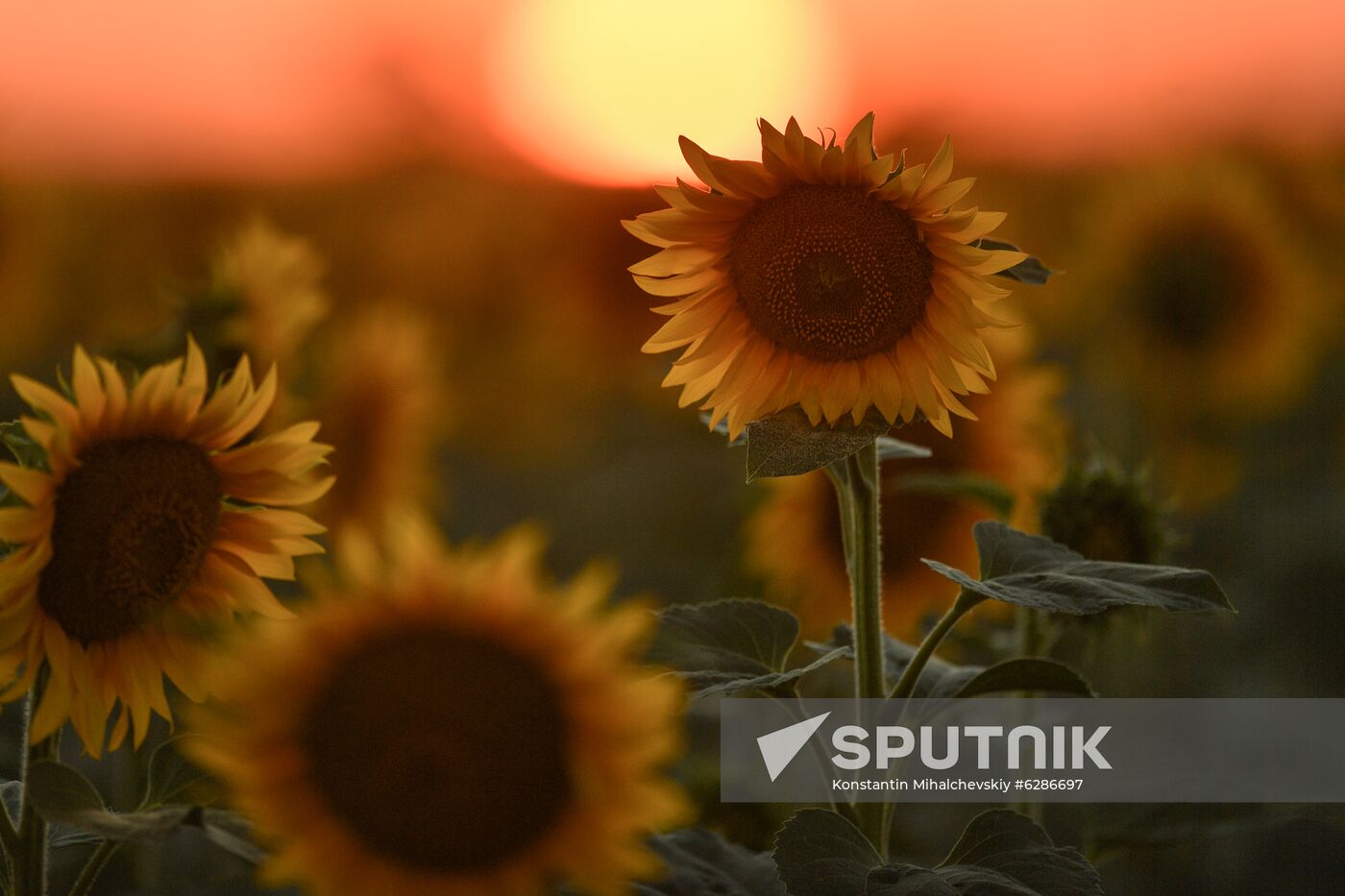 Russia Crimea Sunflowers