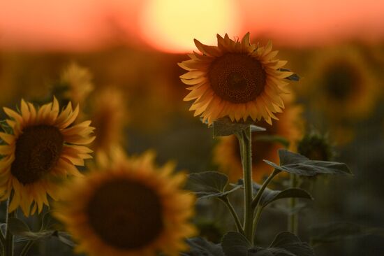 Russia Crimea Sunflowers
