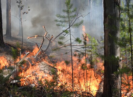 Russia Wildfires