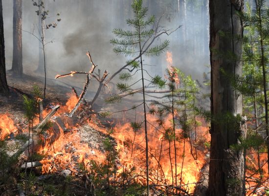 Russia Wildfires