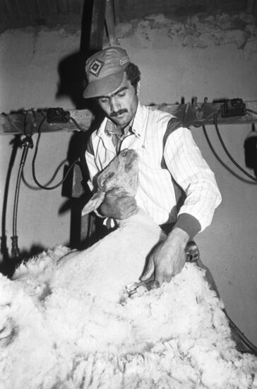 Bogdan Kerimov's sheep farm