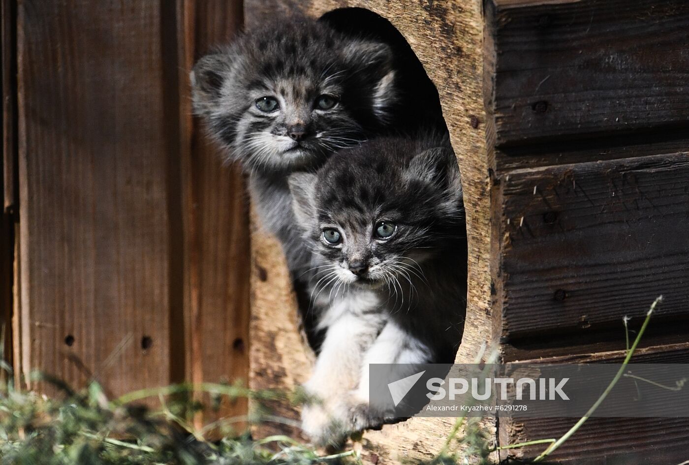 Russia Zoo