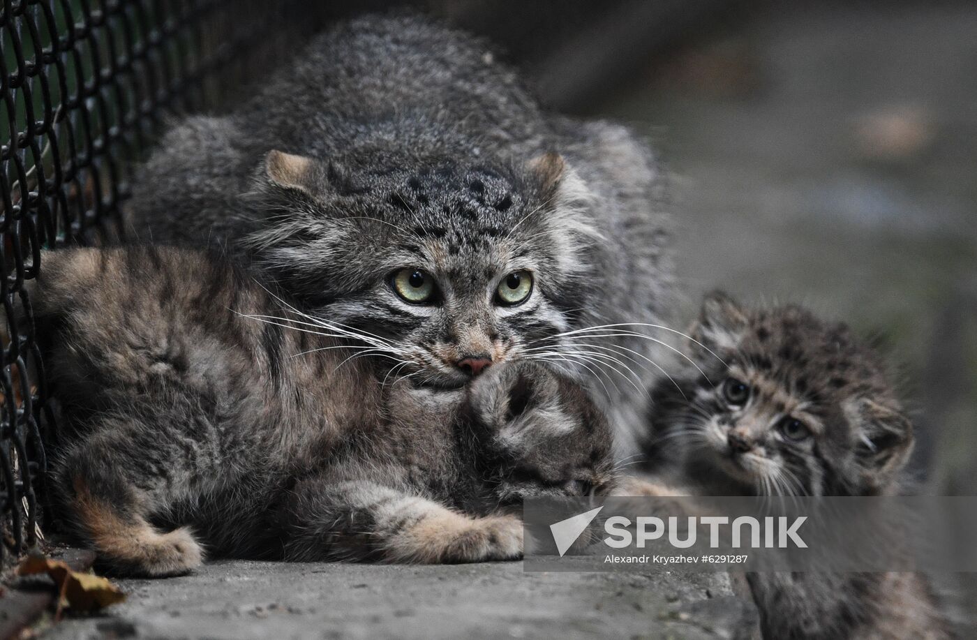 Russia Zoo