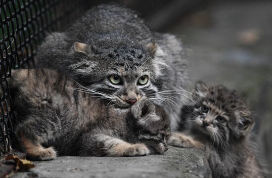 Russia Zoo