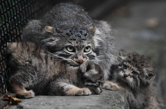 Russia Zoo