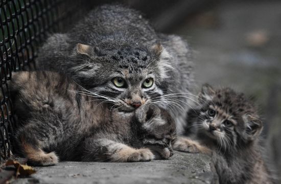 Russia Zoo