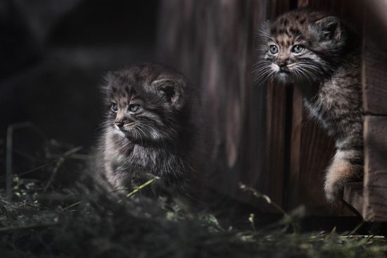 Russia Zoo