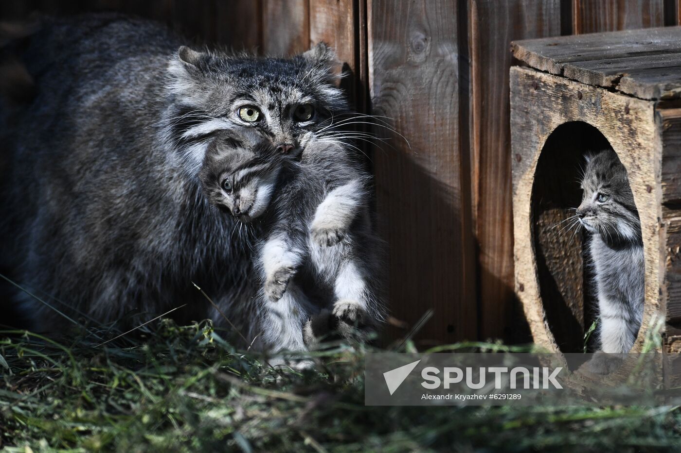 Russia Zoo