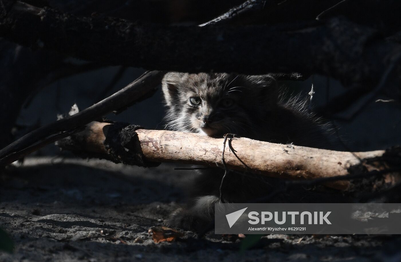 Russia Zoo