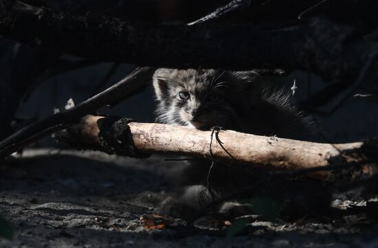 Russia Zoo