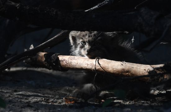 Russia Zoo