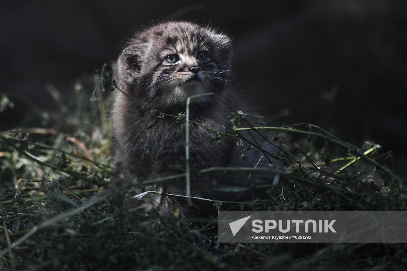 Russia Zoo