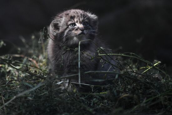 Russia Zoo