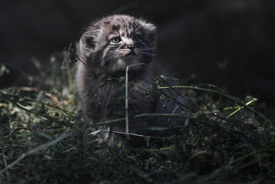 Russia Zoo