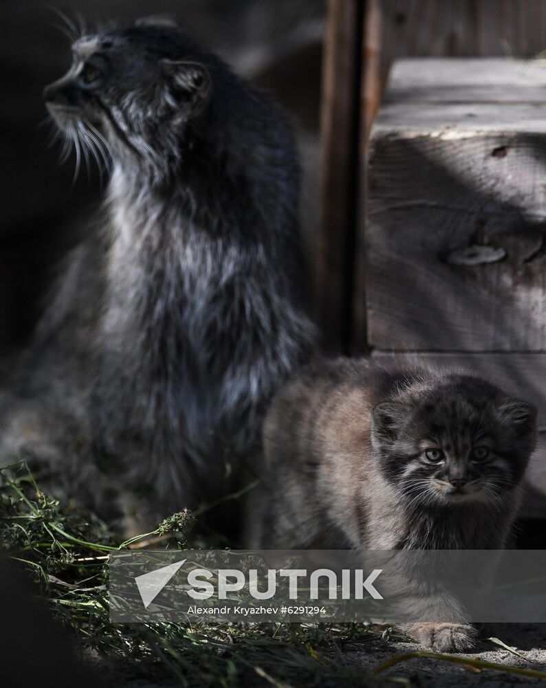 Russia Zoo