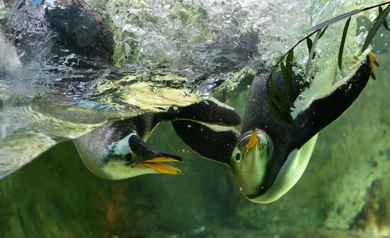 Russia Zoo