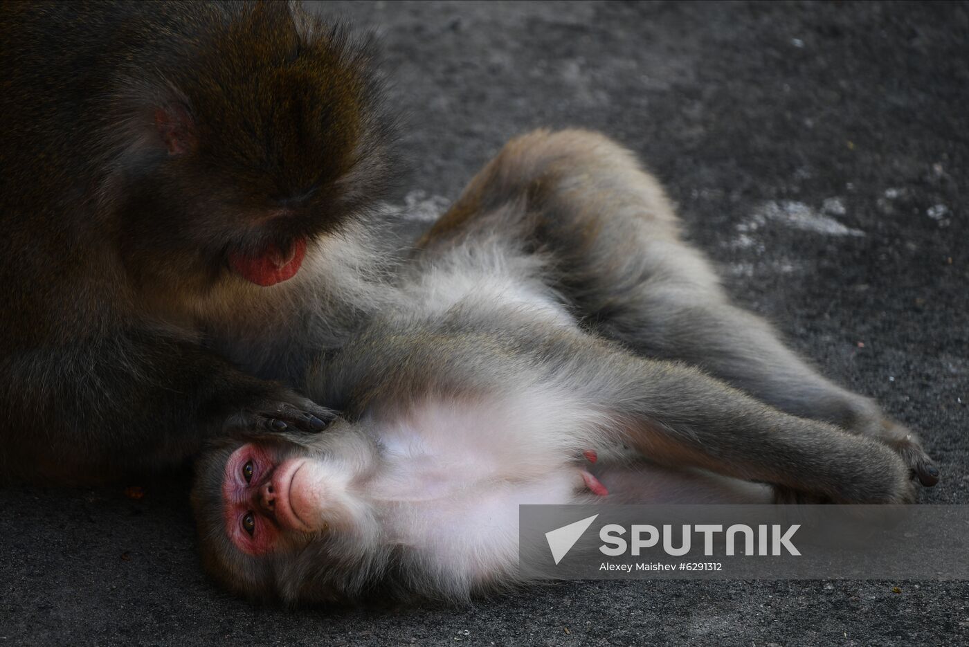 Russia Zoo