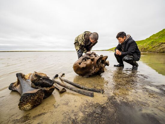 Russia Mammoth Skeleton