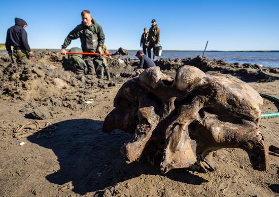 Russia Mammoth Skeleton