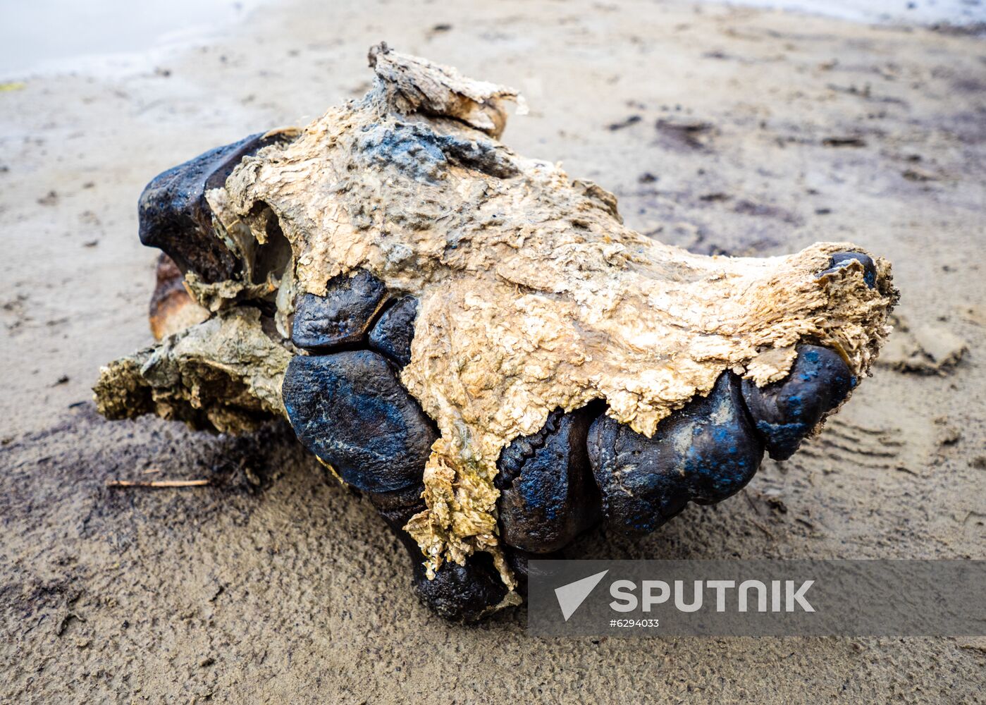 Russia Mammoth Skeleton