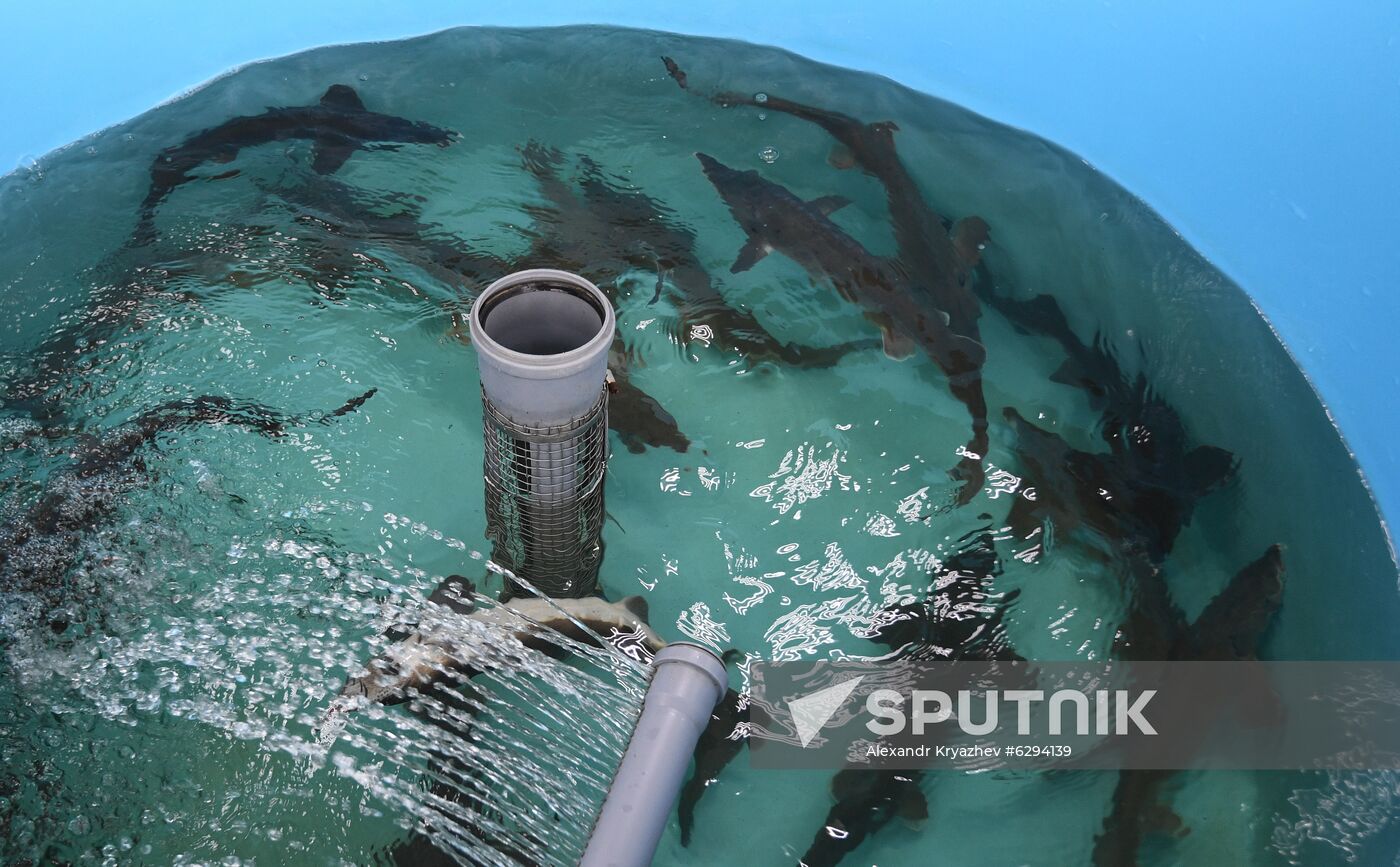 Russia Fish Farm