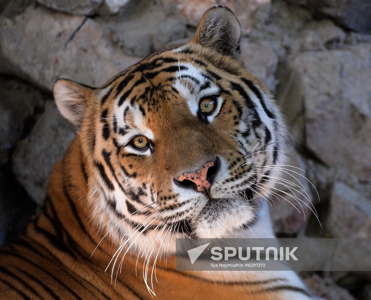 Russia Zoo