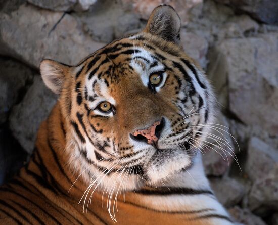 Russia Zoo
