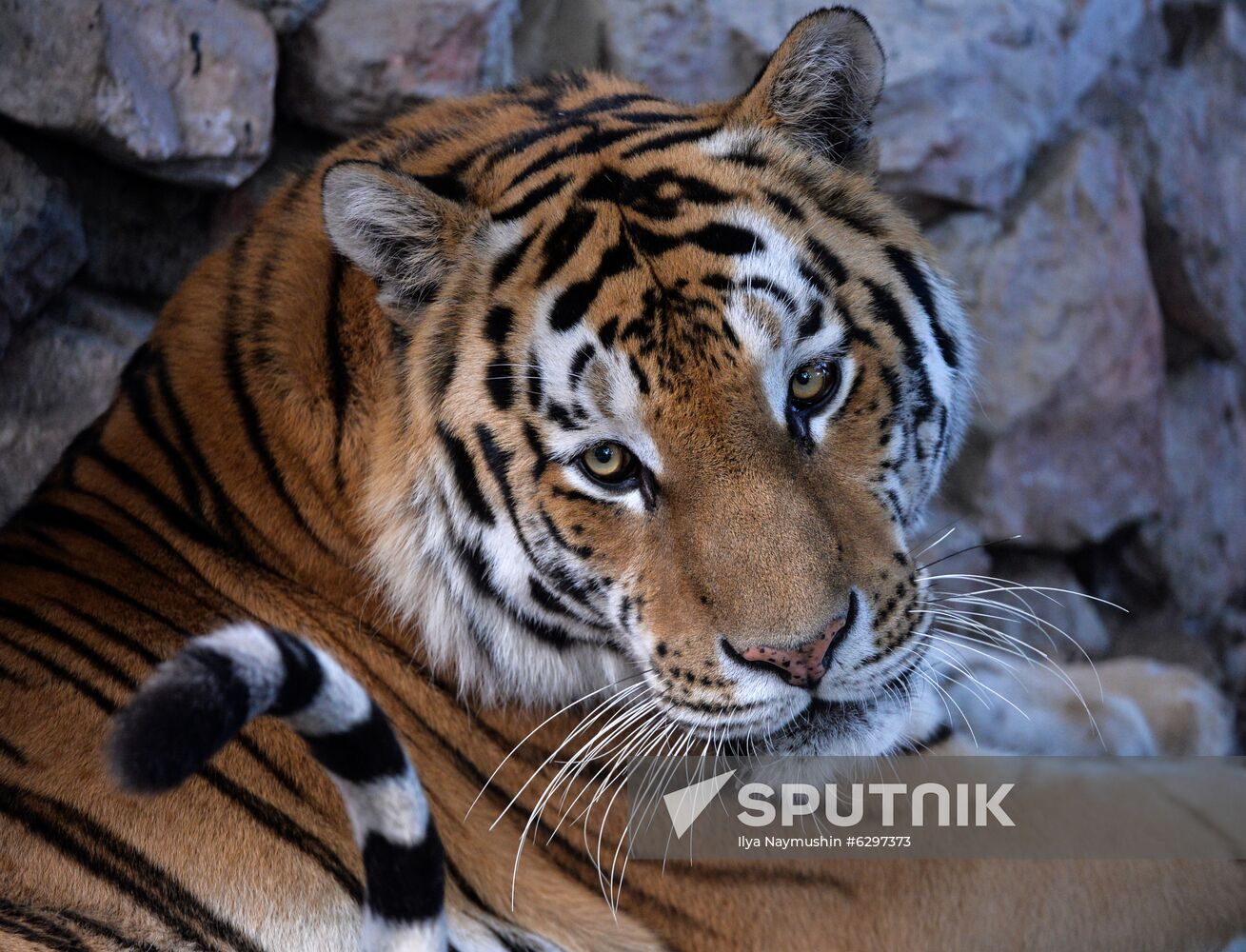 Russia Zoo