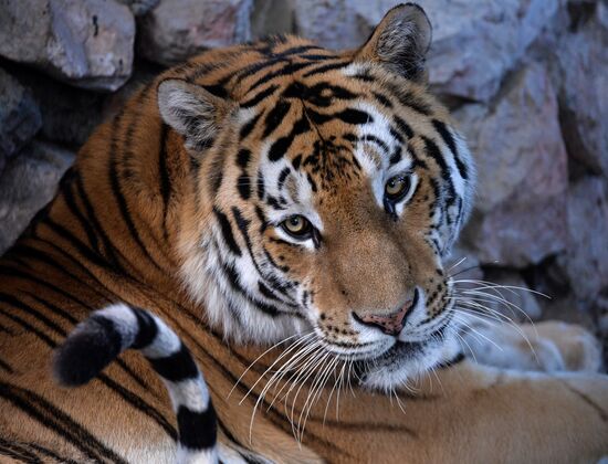 Russia Zoo