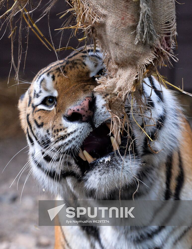 Russia Zoo