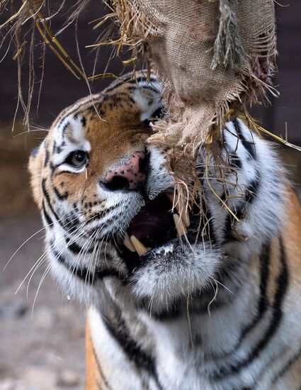 Russia Zoo