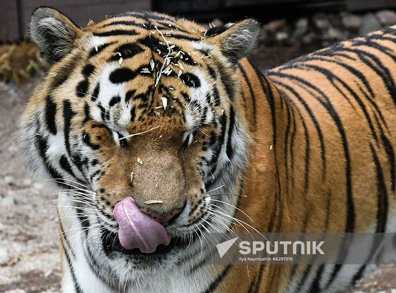 Russia Zoo