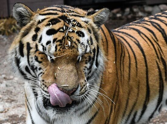 Russia Zoo