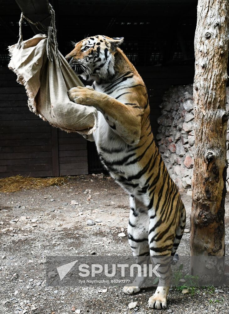 Russia Zoo