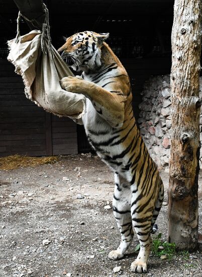 Russia Zoo