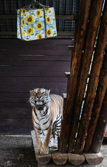 Russia Zoo
