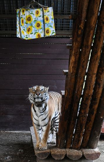 Russia Zoo