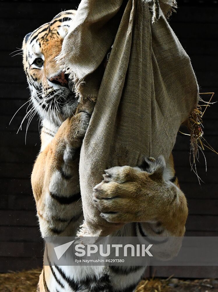 Russia Zoo