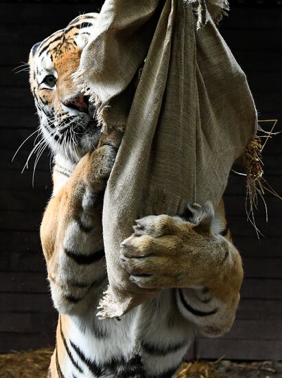 Russia Zoo