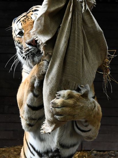 Russia Zoo