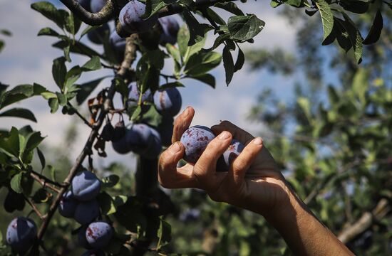 Russia Plums Harvest