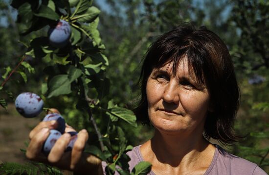 Russia Plums Harvest