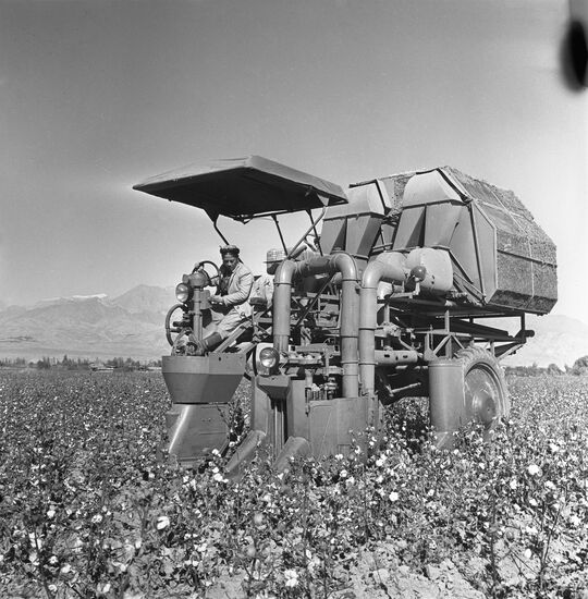 Cotton harvesting in Tajikistan