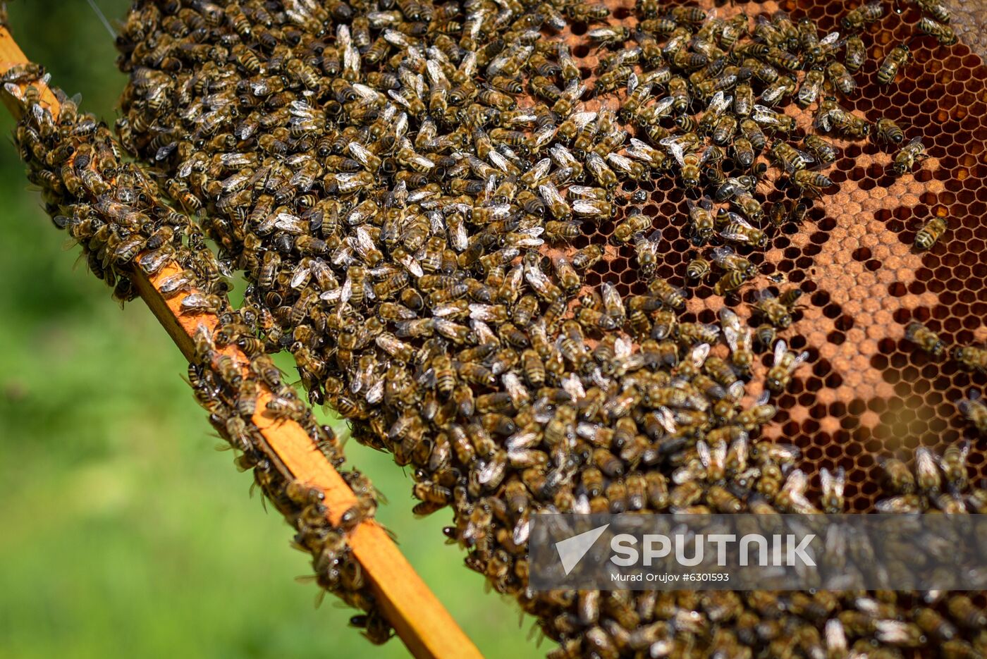Azerbaijan Apiary