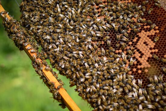 Azerbaijan Apiary