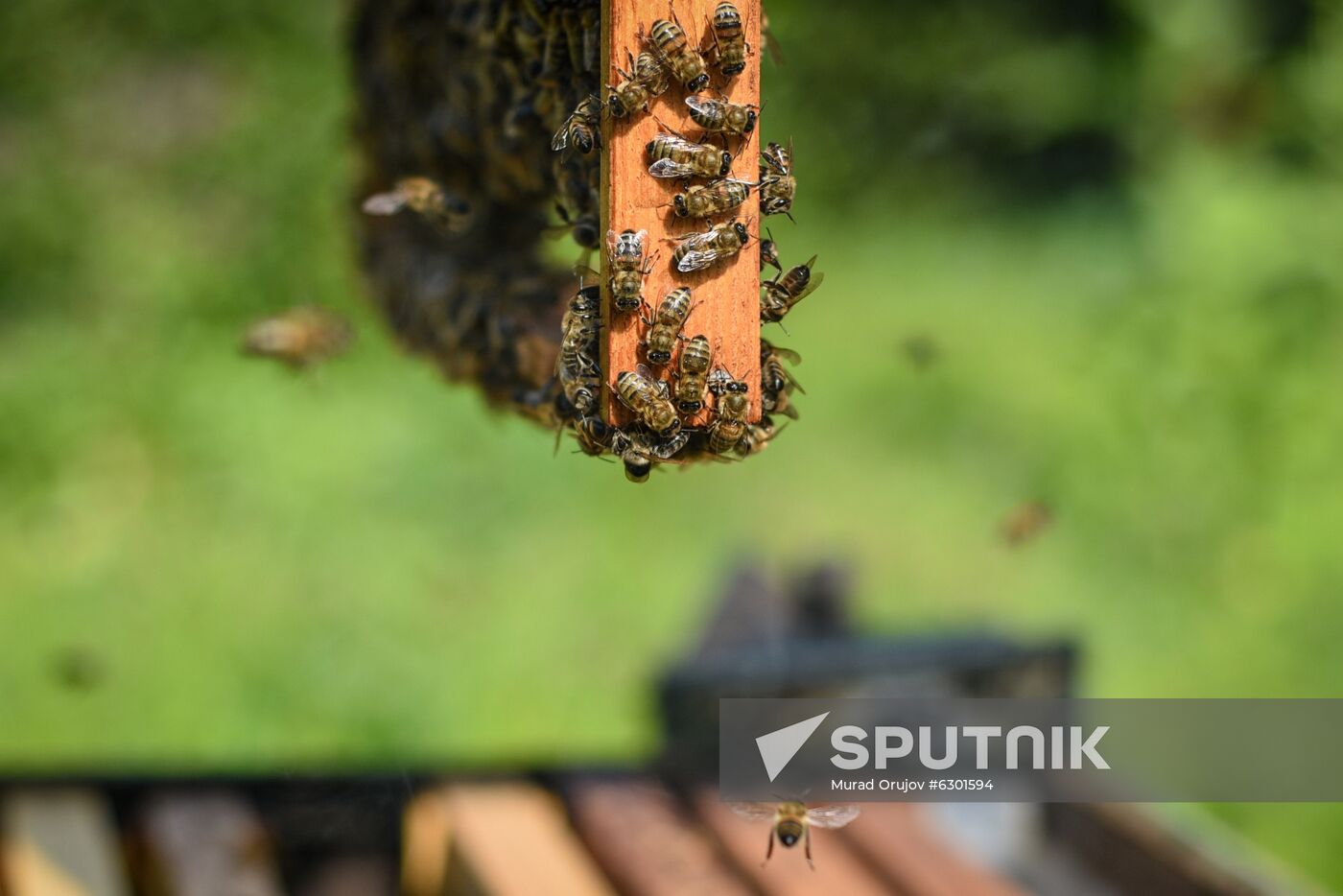 Azerbaijan Apiary