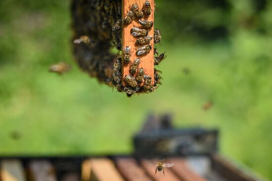 Azerbaijan Apiary